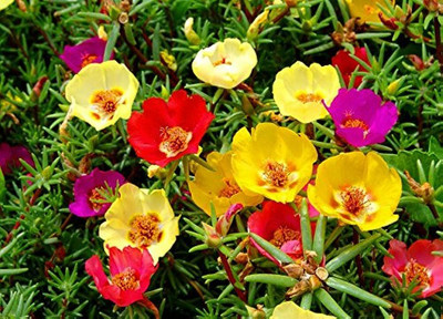 BDSresolve Portulaca flower seeds mixed/Portulaca seeds 112 Seed(112 per packet)