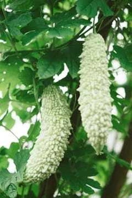 XOLDAA F1 BEST QUALITY BITTER GOURD SEEDS Seed(16 per packet)