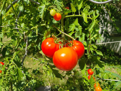 Arshisyat tomato Seed(25 per packet)