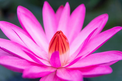 Adharvya lotus,kamal gatta Seed(14 per packet)