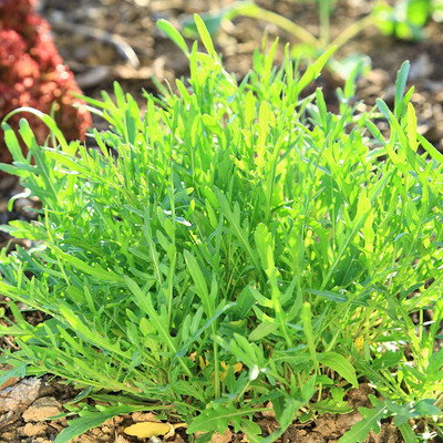 CYBEXIS XLL-52 - Arugula Salad Rocket - (250 Seeds) Seed(250 per packet)