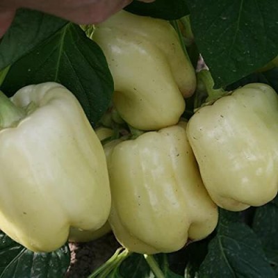 ENINE Hybrid White Capsicum Shimla mIrch शिमला मिर्च के बीज 50 Seeds 
 FG4 Seed(50 per packet)