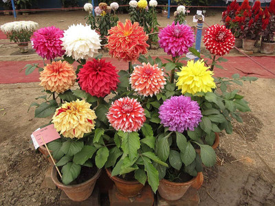 ibains Dahlia mixed seeds Seed(79 per packet)