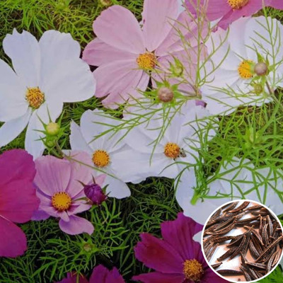 Greenfall Cosmos Bipinnatus Seeds - Mixed Colours - Pack Of 31 Seeds Seed(30 per packet)
