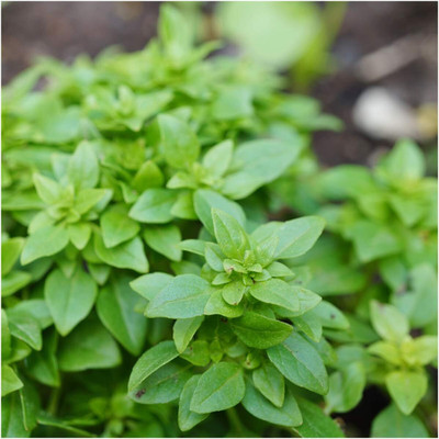 Qualtivate GBPUT-2 Spicy Globe Basil (ocimum basilicum Minimum) Seed(1000 per packet)