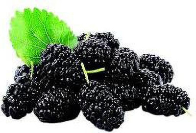 Oliver mulberry(shahatoot) Seed(57 per packet)