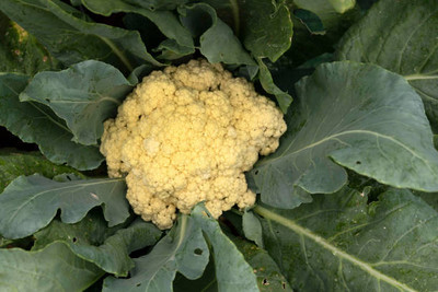 PARAM white cauliflower,gobhee seeds Seed(15 per packet)