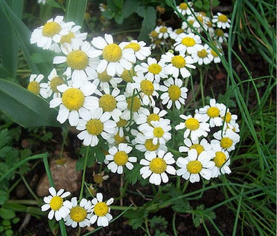 VibeX XLR-40 - German Chamomile (Matricaria recutita) - (2250 Seeds) Seed(2250 per packet)