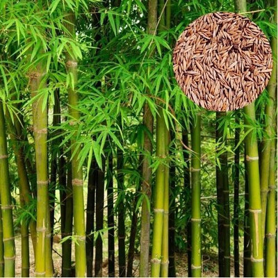 DEYS AGRO ™ bamboo seeds,hybrid bamboo tree plant Seed(21 per packet)