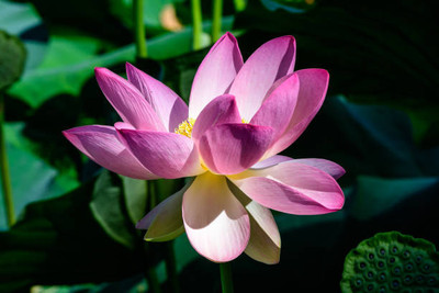 Shyamkripa Criation lotus,kamal gatta Seed(11 per packet)
