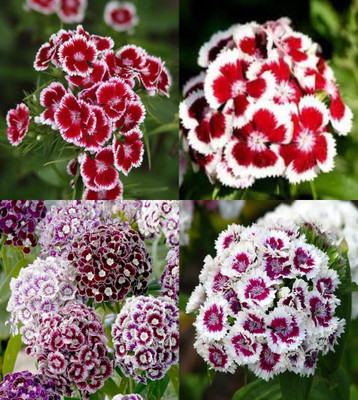 ibains Sweet william hybrid seeds beez 26 Seed(26 per packet)