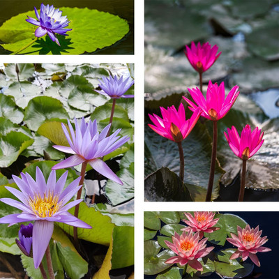 CYBEXIS GBPUT-61 - Rare Lotus Flower - (270 Seeds) Seed(270 per packet)