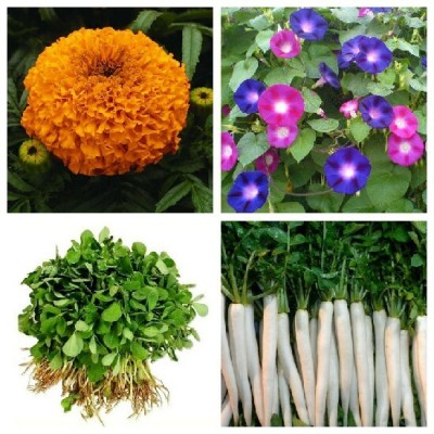 R-DRoz Marigold Orange Flowers, Morning Glory Flowers, Methi Fenugreek & Radish White Seed(4 per packet)