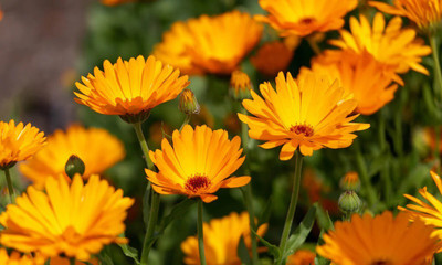 Quentova Organic Calendula Flower-TKK Seed(50 per packet)
