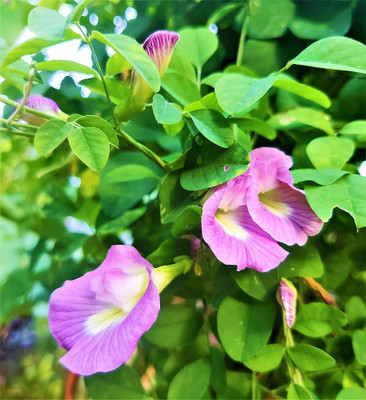 Seedsqlty Butterfly pea flower seeds mix colour, high germination (28 seeds) Seed(28 per packet)