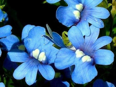 LPR NEMESIA Seed(200 per packet)