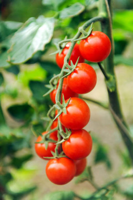 nature boon tomato Seed(55 per packet)