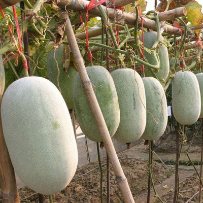 Aywal Ash Gourd Hybrid Mitahi Petha Seed(11 per packet)