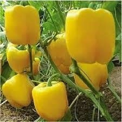 Aywal HYBRID F1 PREMIUM QUALITY YELLOW COLOR CAPSICUM/SHIMLA MIRCH Seed(500 per packet)