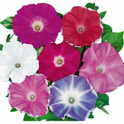Paudha Morning Glory Flower Seed(10 per packet)