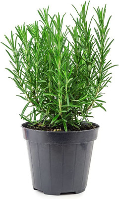 CYBEXIS HUA-82 - Rosemary Tuscan Blue - (2250 Seeds) Seed(2250 per packet)
