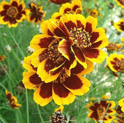 CYBEXIS Rare Exotic Flower Seeds,Cold-resistant Chrysanthemum Seed(1 g)