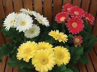 Aywal Gerbera Mixed Seed(60 per packet)