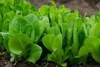 BJUBAS Kolmi Saag Seeds pack of 118 Seed(118 per packet)