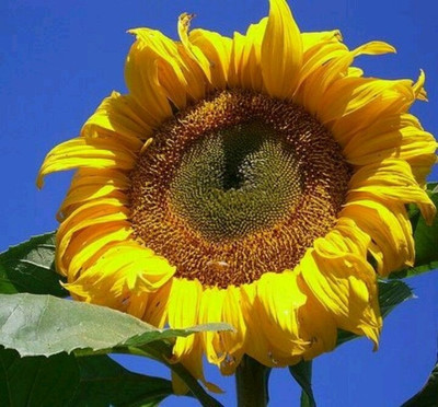 BSARKAR Giant sunflower seed Seed(20 per packet)