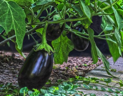 VibeX ® VLR-583 Black Beauty Brinjal Eggplant Seeds Seed(200 per packet)