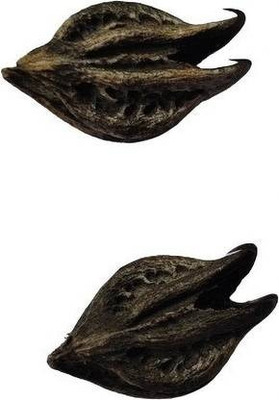 everlite Bat Head Root Seeds Seed(15 per packet)