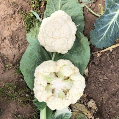 Quentova Cauliflower – Draconis-4O-KMT Seed(250 per packet)