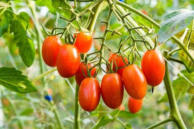 LPR TOMATO, TAMATAR Seed(100 per packet)