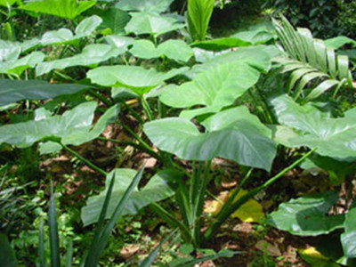 Aywal Taro Root,Kachu Seed(18 per packet)