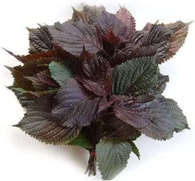 VibeX ® LXI-101 Vietnamese Perilla Shiso Seeds Seed(300 per packet)