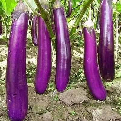Greenfall Indoor Brinjal Seeds Seed(50 per packet)