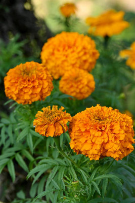 Asha Enterprises marigold/gende ka phool flower seeds Seed(50 per packet)