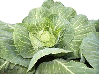 WILLVINE AMR -XIII Brunswick Heirloom Cabbage [2.5g] Seed(750 per packet)