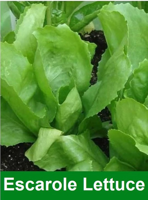 Quentova Escarole Lettuce 0.5gm Seed(400 per packet)