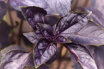 VibeX ® VLR-3 Osmin Purple Basil Seeds Seed(1000 per packet)