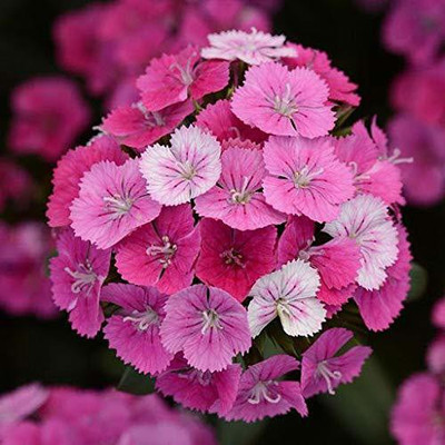Aywal Gypsophila Flower Seed(20 per packet)