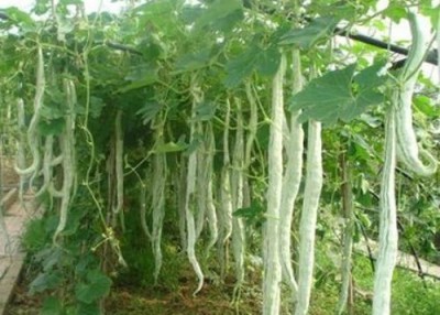 VibeX Snake Gourd Seeds for Kitchen Garden[250 Gms, 1250 Seeds] Seed(1250 per packet)