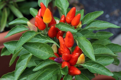 Qualtivate GBPT-1A FIREAKA Ornamental Pepper Chilli Seed(300 per packet)
