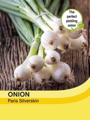 KNESSiN Vegetables - Onion Paris Silverskin[600 Seeds] Seed(600 per packet)