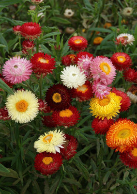 BSARKAR Helichrysum Mixed colours Seeds, Flowers seed Seed(50 per packet)