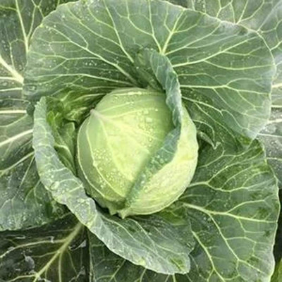 CYBEXIS Organic Giant Cabbage Seeds2000 Seeds Seed(2000 per packet)