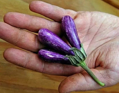 MAA Brinjal purple long, Brinjal, Eggplant Seed(150 per packet)