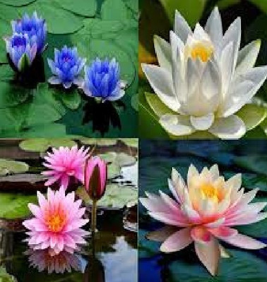 wequality Mix colour Lotus/Komal flower seeds for pond plant Seed(2 per packet)