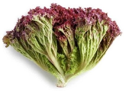 XOLDA Organic red lettuce Seed(45 per packet)