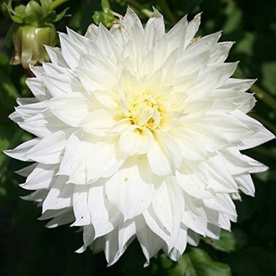 CYBEXIS Fleurel Dinnerplate Dahlia Seed(1 g)